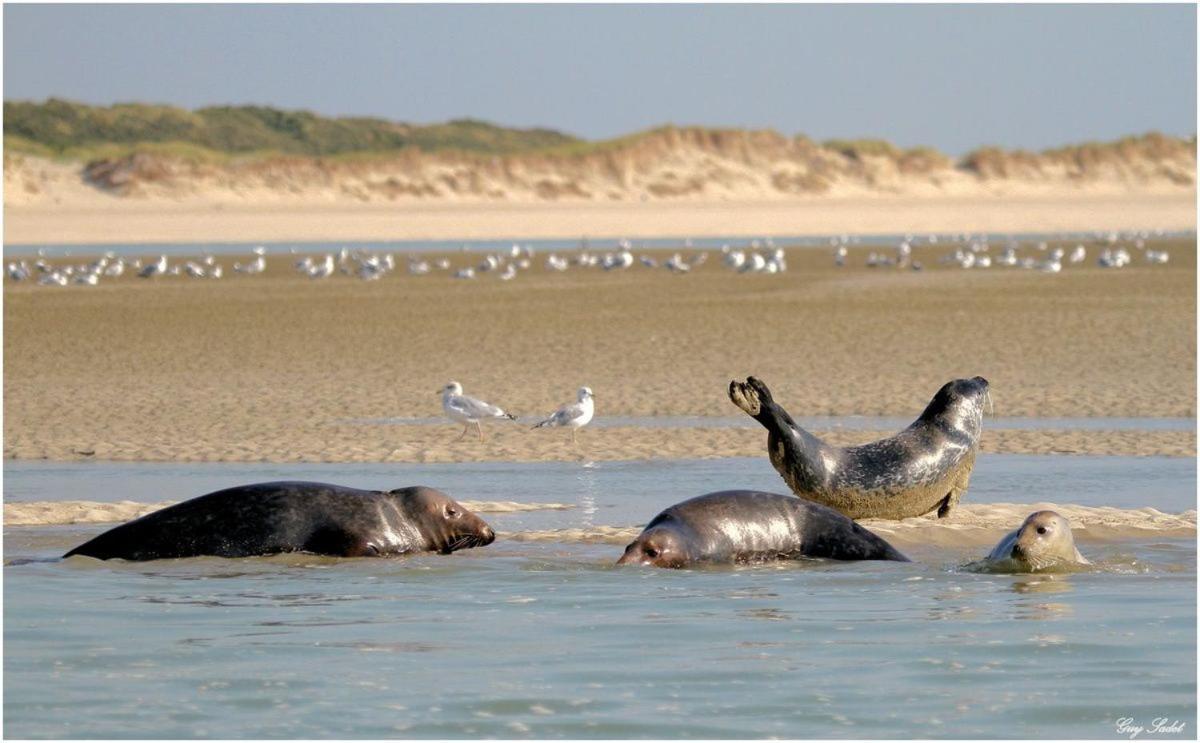 Face Mer Pieds Dans L'Eau Duplex 4 Chambres 155 M2 8-12 Personnes Berck Extérieur photo